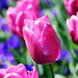 tulip
